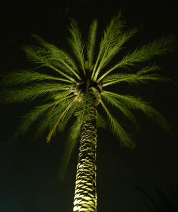 landscape lighting- palm tree lit at night led tree lights